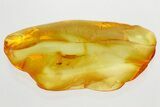 Fossil Winged Scale Insect (Coccoidea) in Baltic Amber #357863-1
